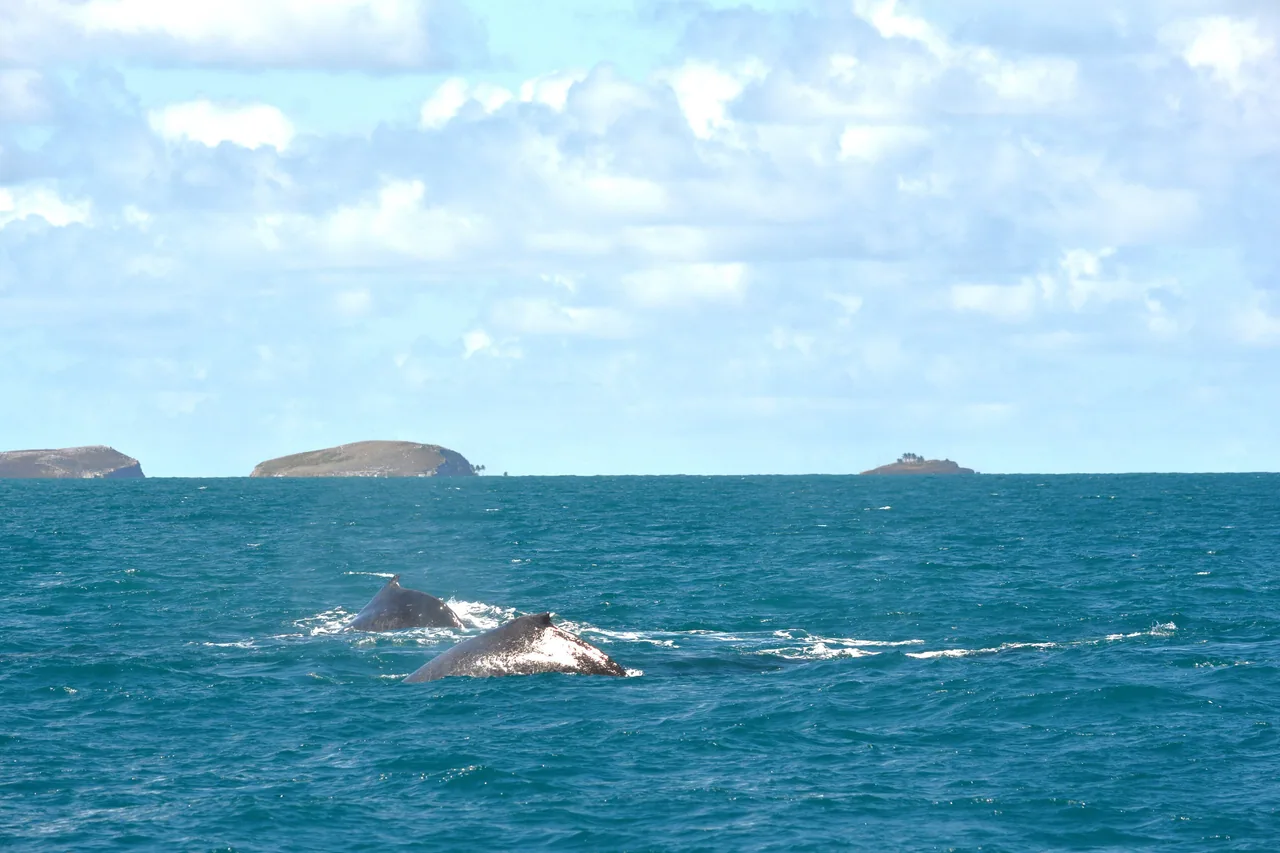 Jubartes e ilhas no Parque Nacional Marinho dos Abrolhos.