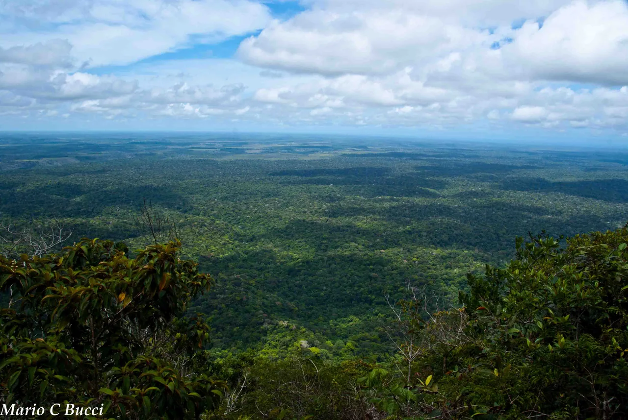 Mata do Parque Nacional do Monte Pascoal vista do monte.